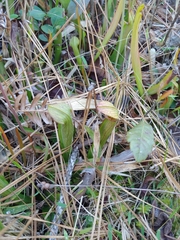 Sarracenia rubra