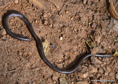 Typhlopidae