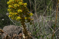 Chrysotoxum triarcuatum