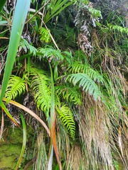 Blechnum novae-zelandiae