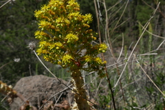 Chrysotoxum triarcuatum