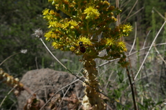 Chrysotoxum triarcuatum