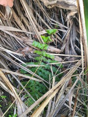 Blechnum novae-zelandiae