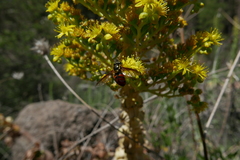 Chrysotoxum triarcuatum