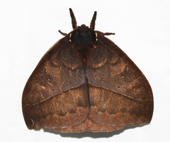 Automeris postalbida