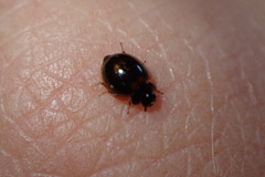 Exochomus subrotundus