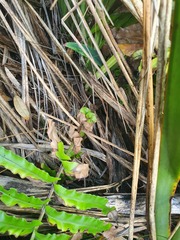 Blechnum novae-zelandiae