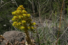 Chrysotoxum triarcuatum
