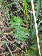 Blechnum novae-zelandiae
