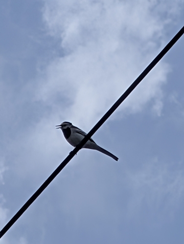 Black-backed Wagtail