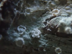 Pertusaria subambigens