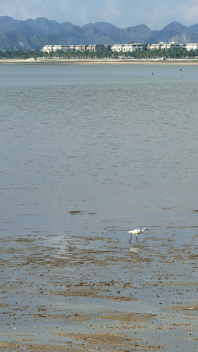 Little Egret