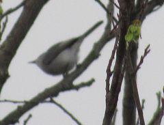 Polioptila caerulea caerulea