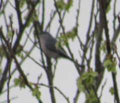 Polioptila caerulea caerulea