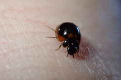 Exochomus subrotundus