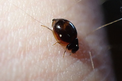 Exochomus subrotundus