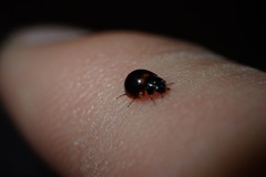 Exochomus subrotundus