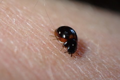 Exochomus subrotundus