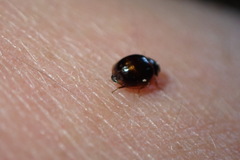 Exochomus subrotundus