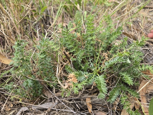 Acaena pinnatifida, photograph 6