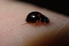 Exochomus subrotundus