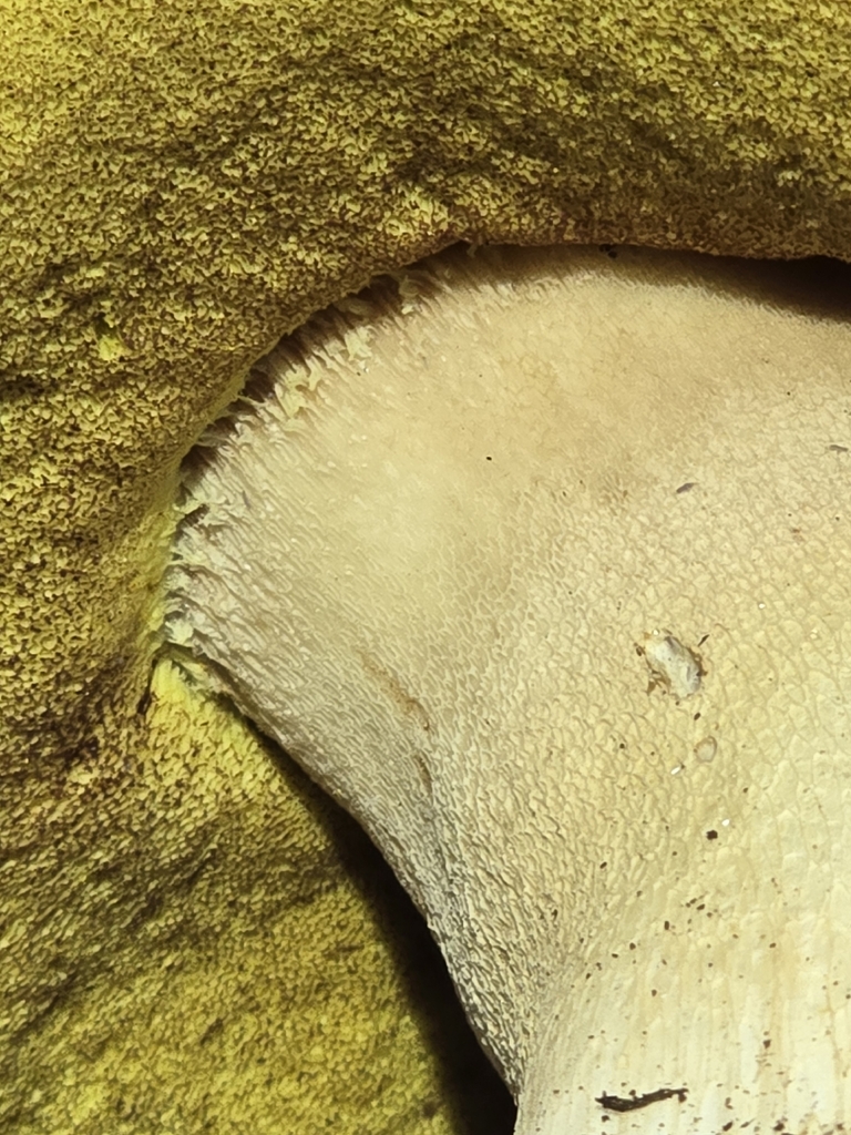Boletus rex-veris · April 2026 · photo: © alan_rockefeller (iNaturalist, cc-by-sa)