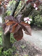 Prunus cerasifera pissardii