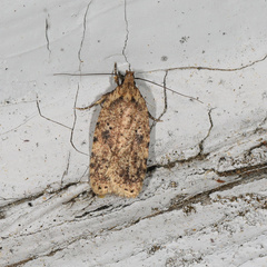 Agonopterix canadensis