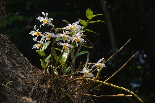 Dendrobium signatum