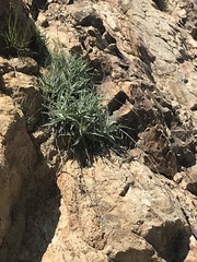 Stephanomeria cichoriacea