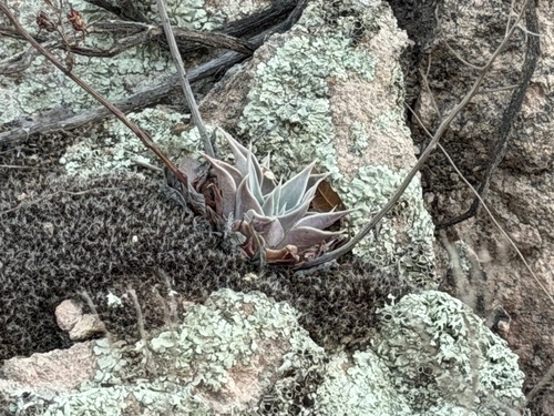 Graptopetalum bartramii