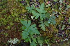 Pentagramma triangularis