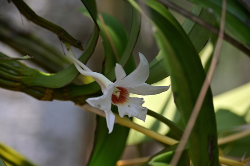 Dendrobium draconis