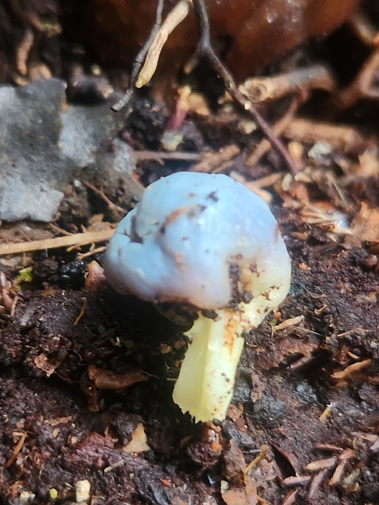 Clavogaster virescens · May 2026 · photo: © claire_grace83 (iNaturalist, cc-by)