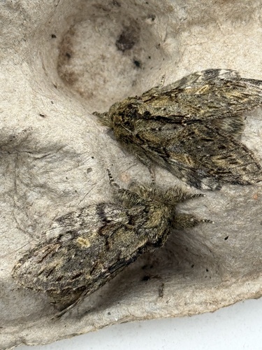 Great Prominent, Jonaserf, Wenum-Wiesel, Gelderland, NL, photo 10 of 10