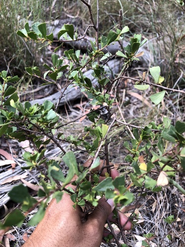 triangle-leaved hop bush