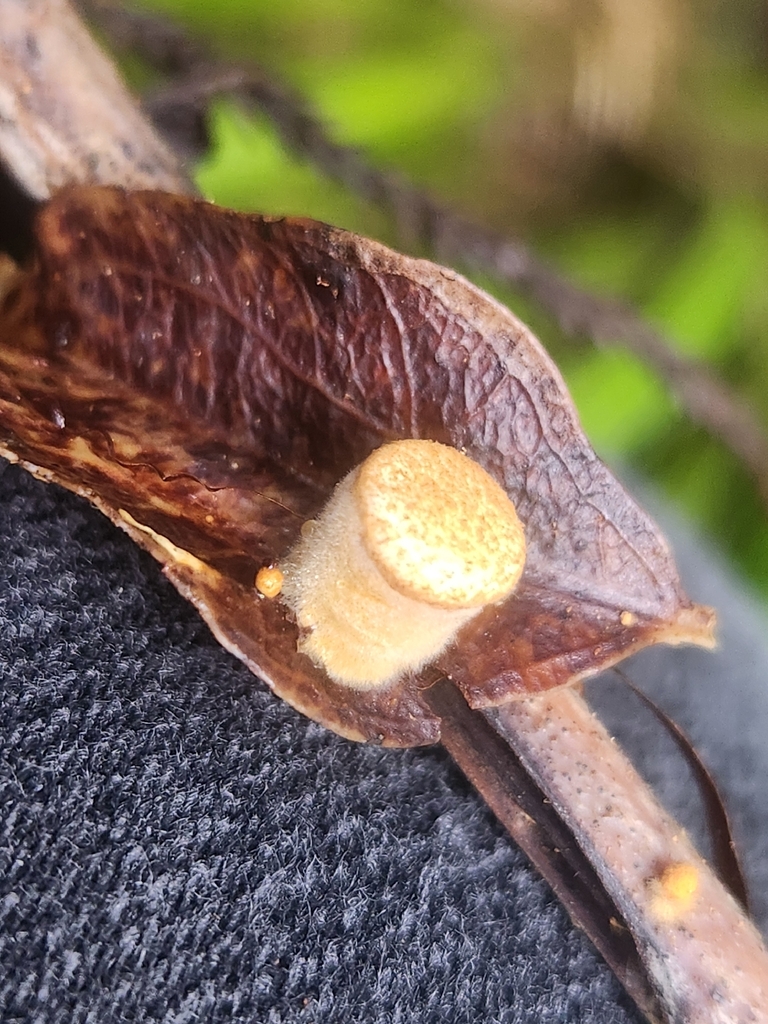 Crucibulum simile · May 2026 · photo: © claire_grace83 (iNaturalist, cc-by)