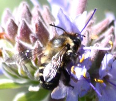 Megachiloides