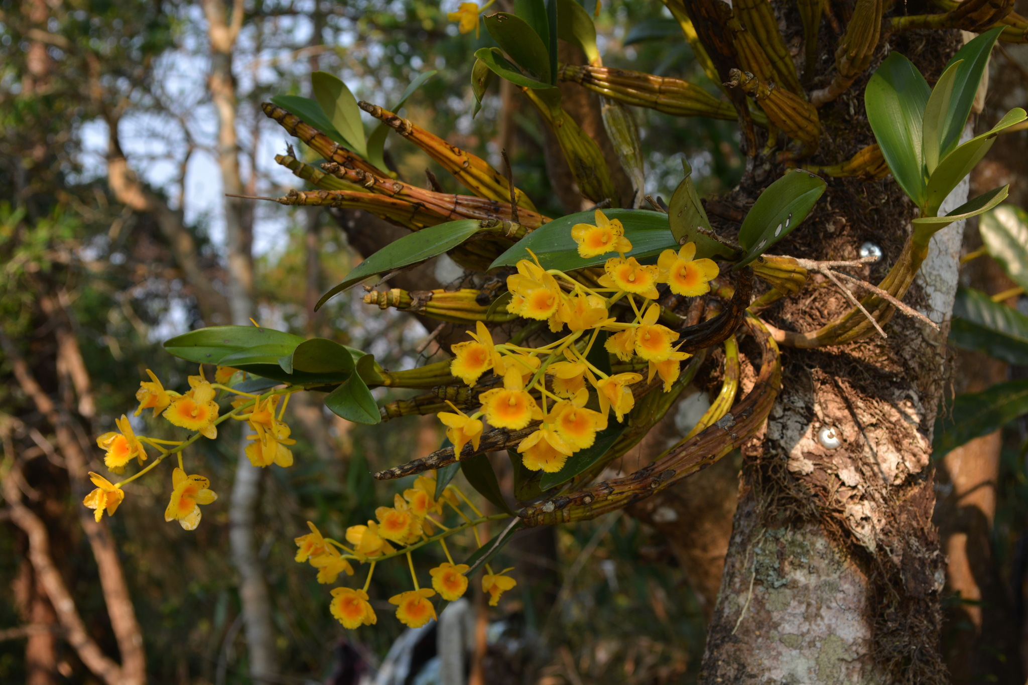 Imagem de Dendrobium-dourado