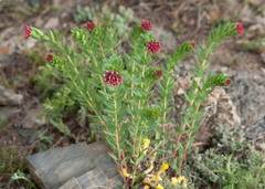 Stellera chamaejasme