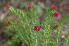 Stellera chamaejasme