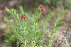 Stellera chamaejasme