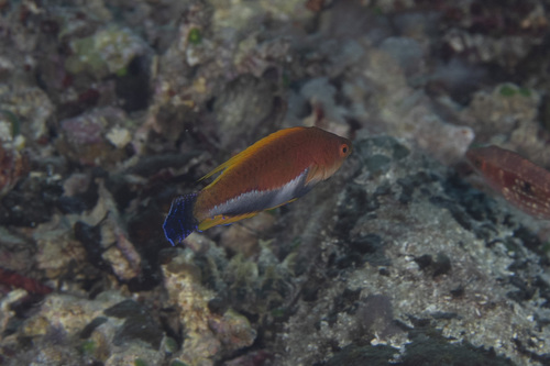 Cirrhilabrus filamentosus observed 2026-05-02