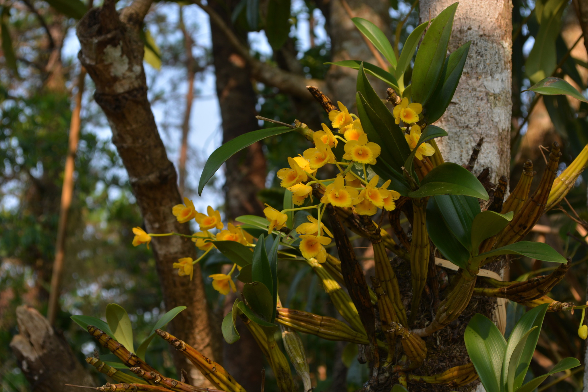 Imagem de Dendrobium-dourado