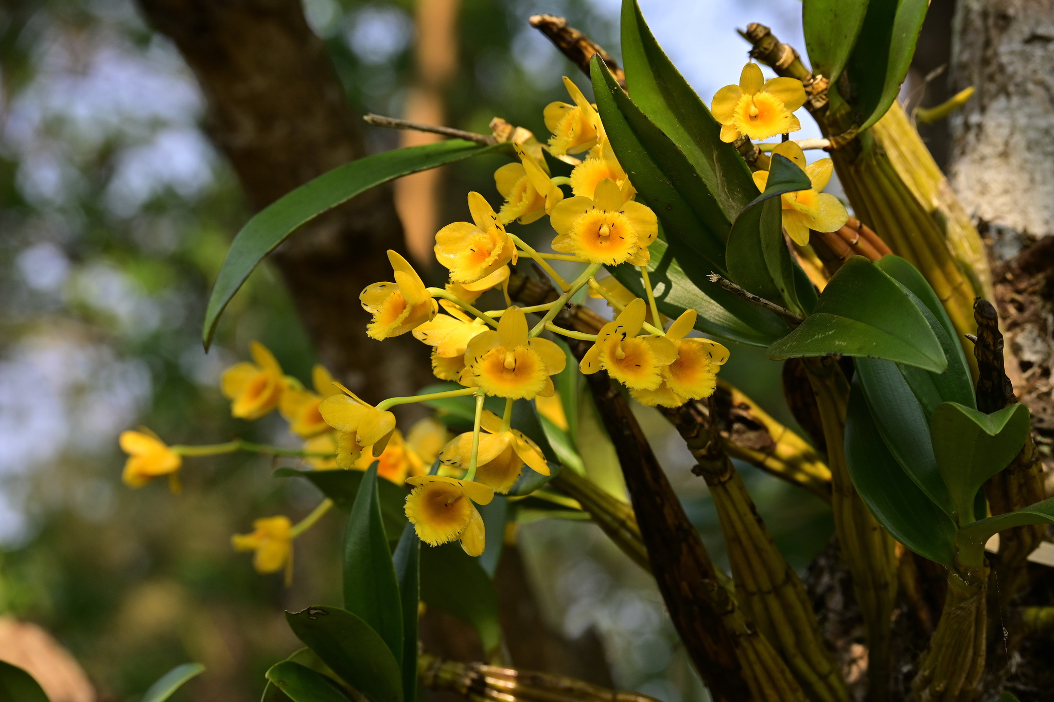 Imagem de Dendrobium-dourado