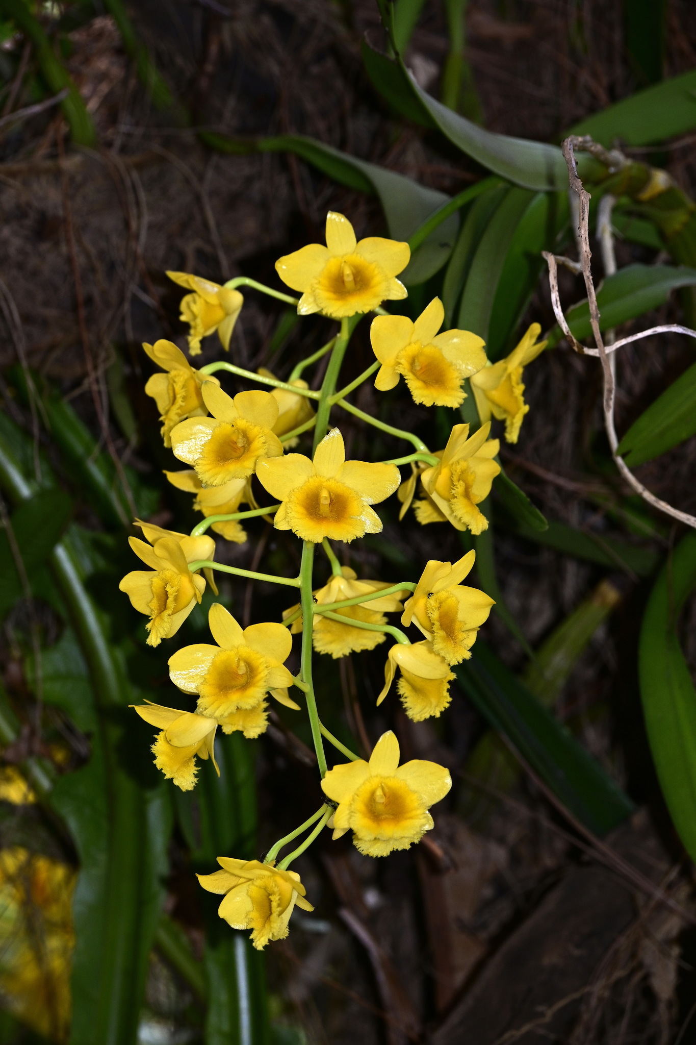 Imagem de Dendrobium-dourado