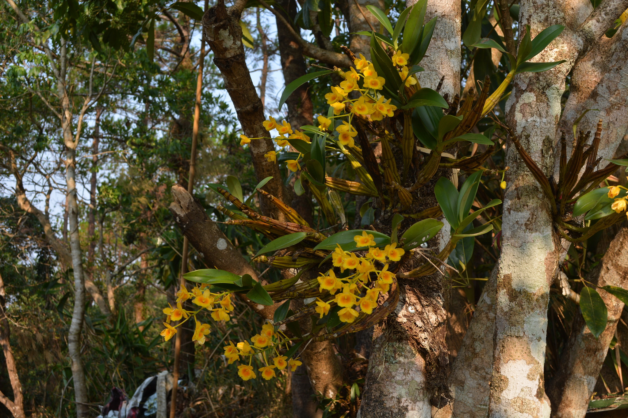Imagem de Dendrobium-dourado