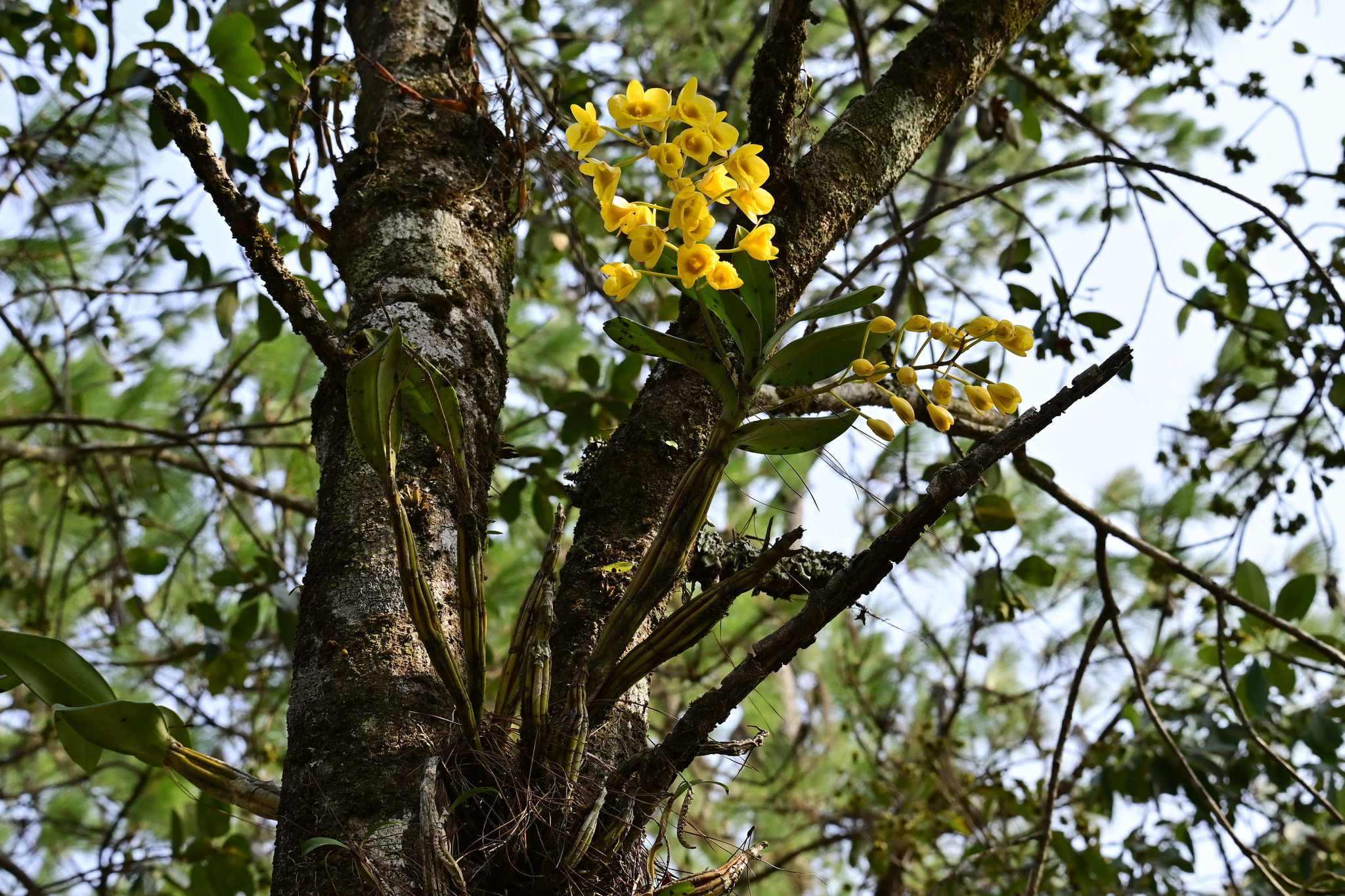 Imagem de Dendrobium-dourado
