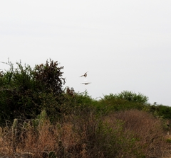 Caracara plancus