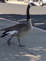 Branta canadensis